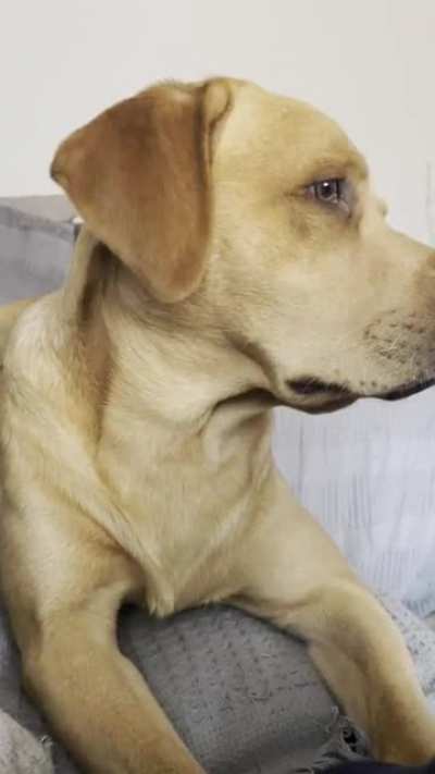 labradors