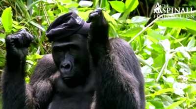 I love the relationships between gorillas and the humans they trust.