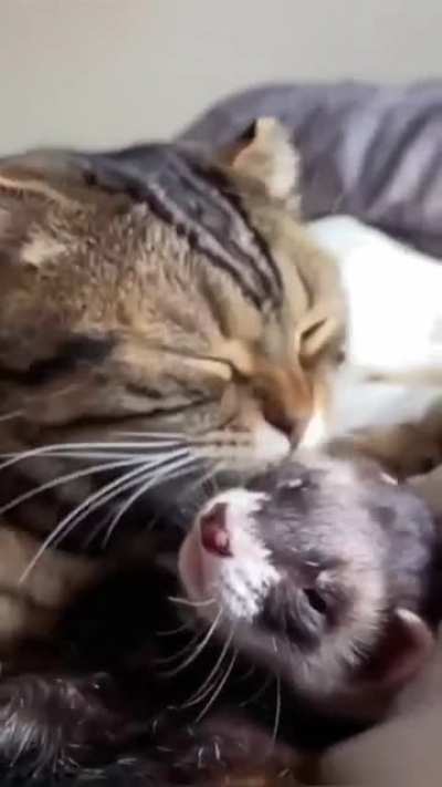 Кот любит своего забавного котёнка