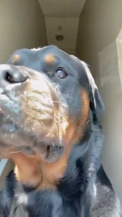 Dog Moment