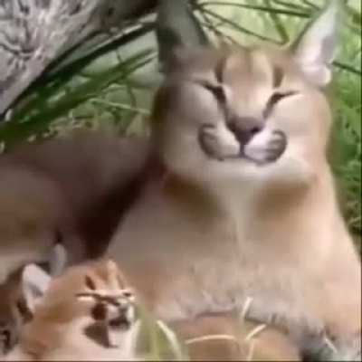 si