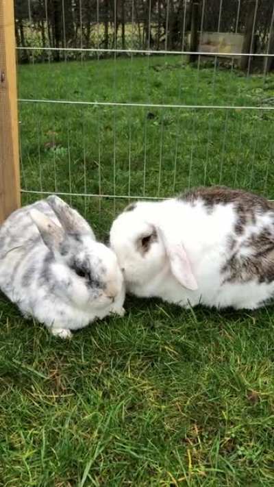 My cuties cuddling :)
