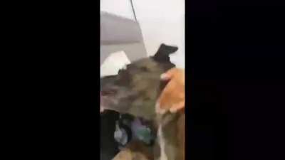 Doggo Scream.
