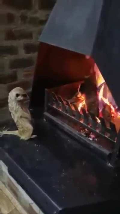Пузог<wbr>рей