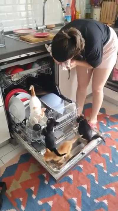 Kitten in kitchen