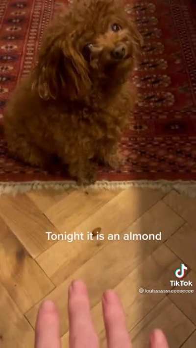 Guard dog
