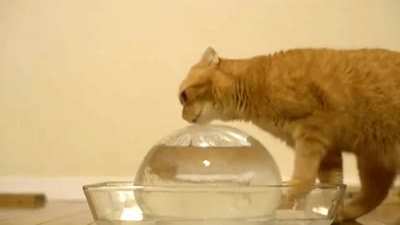 Cat when his paw touches cold water