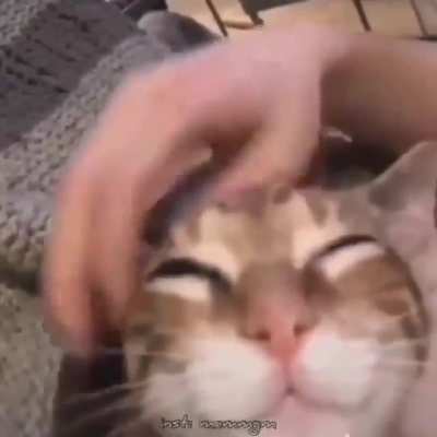 Натри кота
