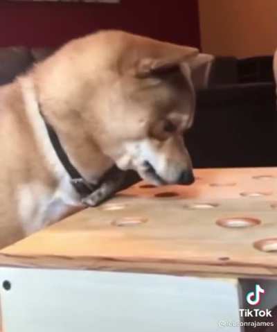 Doggo want hotdog