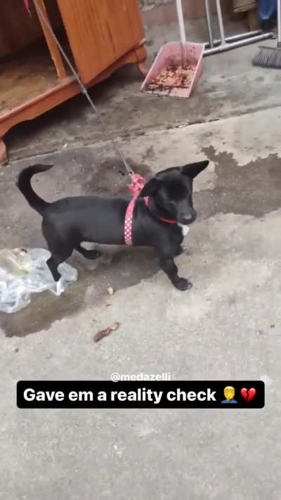 Dawg ain’t dawging 