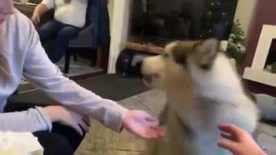 Don't woof (звук)