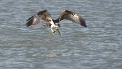 🔥 Osprey is barely able to lift an Atlantic menhaden the size of its body out of the water