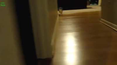 I put EMMI sounds over a cat