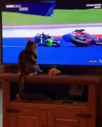 Thy destroyer cat!!