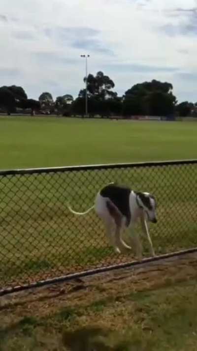 It’s kinda zoomies