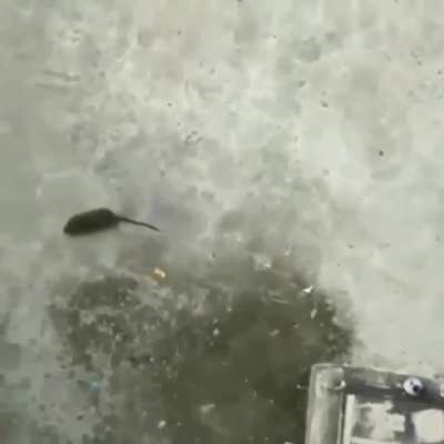 Cute rat video 🥰