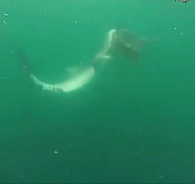 So how was you morning swim mate?