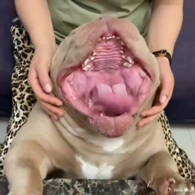 A happy chompkin