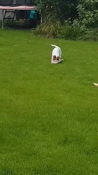 Neighbour's dog stole my slipper and celebrated with zoomies