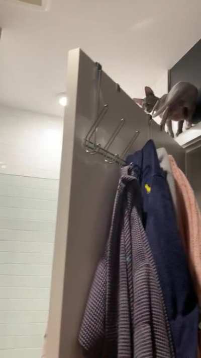 I think he got up there by scaling the towels, but he had no plan to get down and had to be rescued against his will.
