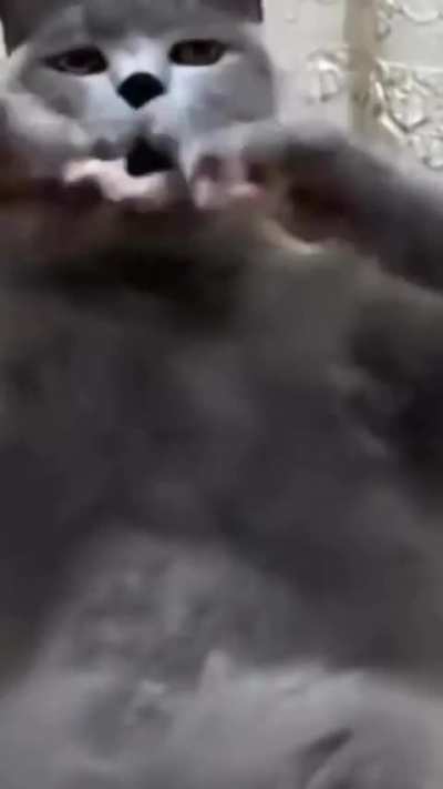 Evde kamera olduğunu bilmeyen gavur kedi 31 çekmeye hazırlık yapıyor