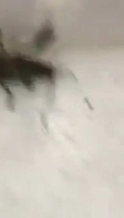 Crawfish catches a penny
