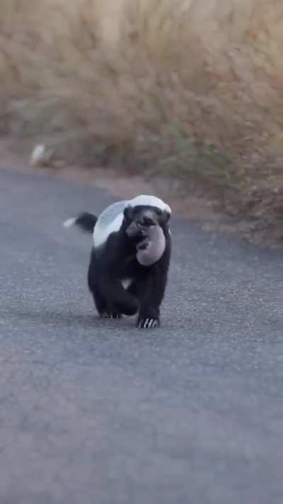 Honey badger gently carries her cub
