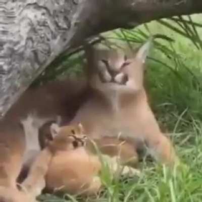 simba