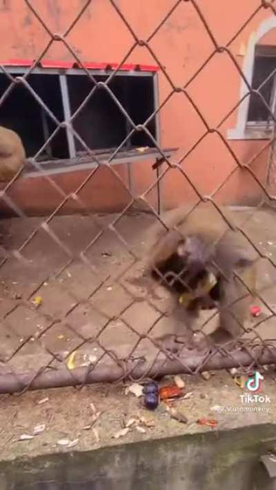 Give him the banan