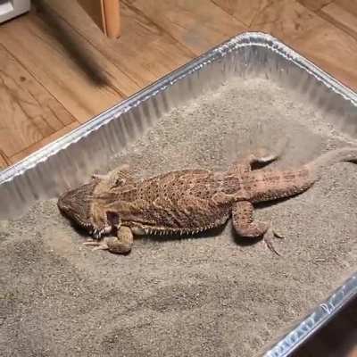New dig box.