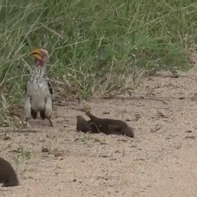 Dwarf mongoose playing dead to save his ass.