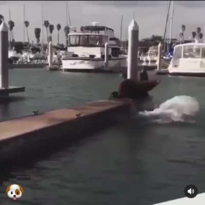 I am the dockmaster now