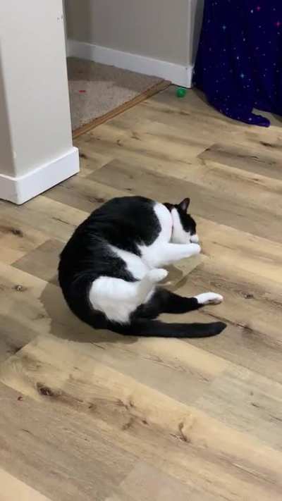 So much chonk going on that he has to find alternative ways to clean his asshole...
