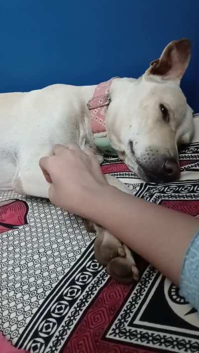 I is very tired, akka. GIB PETS 😤 🙂‍↔️