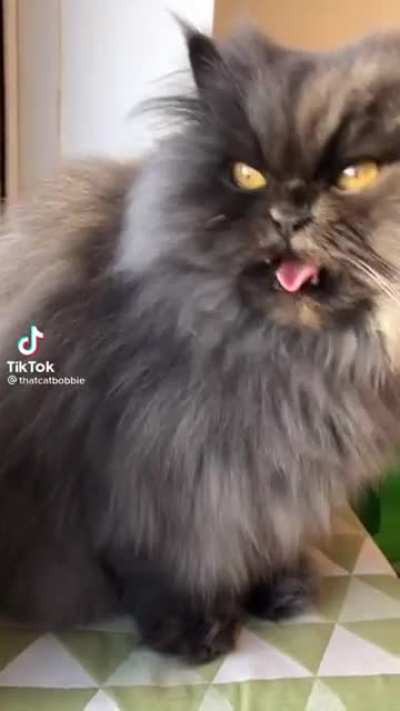 This cat manages to make stupid sounds while look very evil.