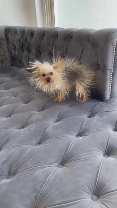 A very staticky little munchkin after rubbing herself all over the new couch!