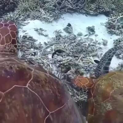 Sea Turtle bites another ones flipper, gets a slap on the head.