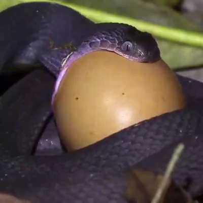 🔥 African Dasypeltis medici snake swallowing an egg bigger than it’s head