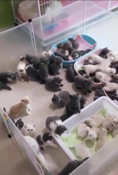 The fluffy empire