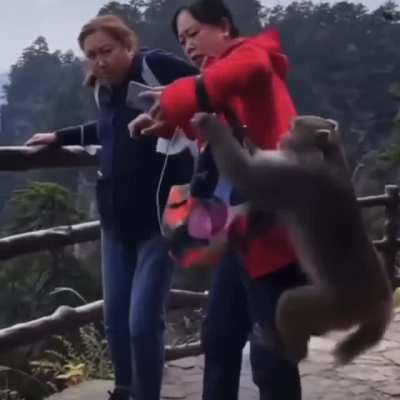 HODL! 🦍😂