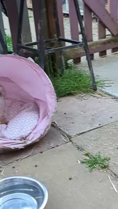 Epic Mallow slo-mo binkies 