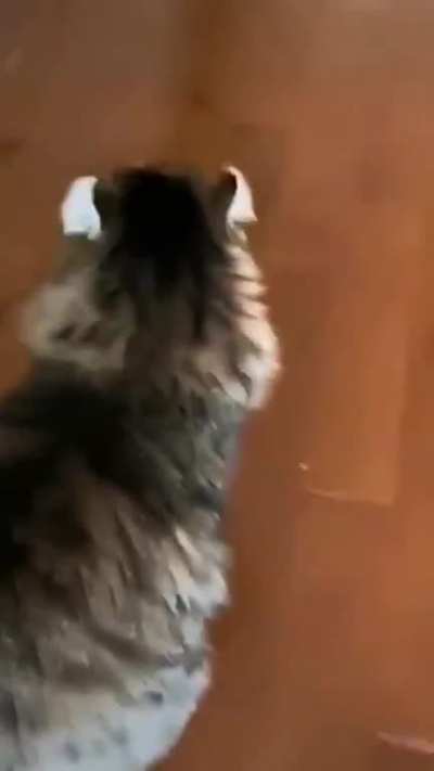 Cat on key