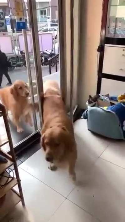 No dog left behind...😂