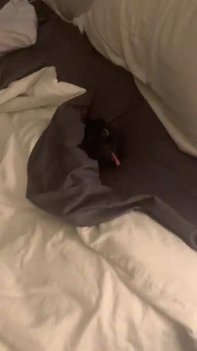 Wtf is this thing in my bed?