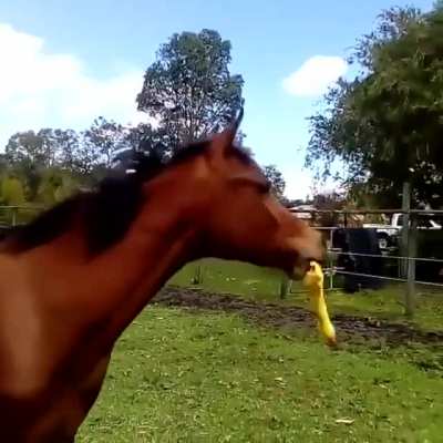 My dog people need me