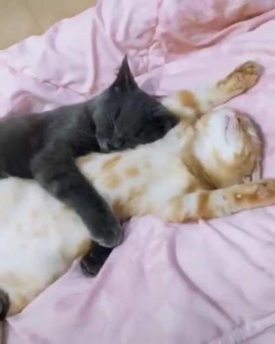 The cutest I have ever seen.