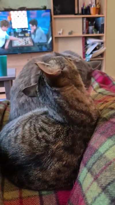 All this while I am trying to watch TV