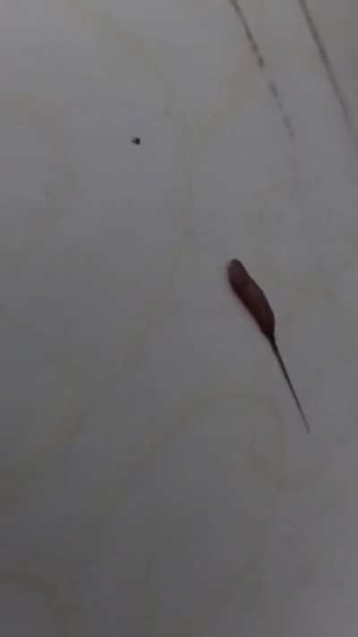 What is this?