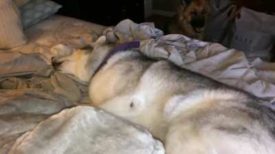 Stubborn Husky won't get out of bed