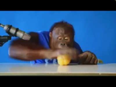 Monkeys Eating - ASMR